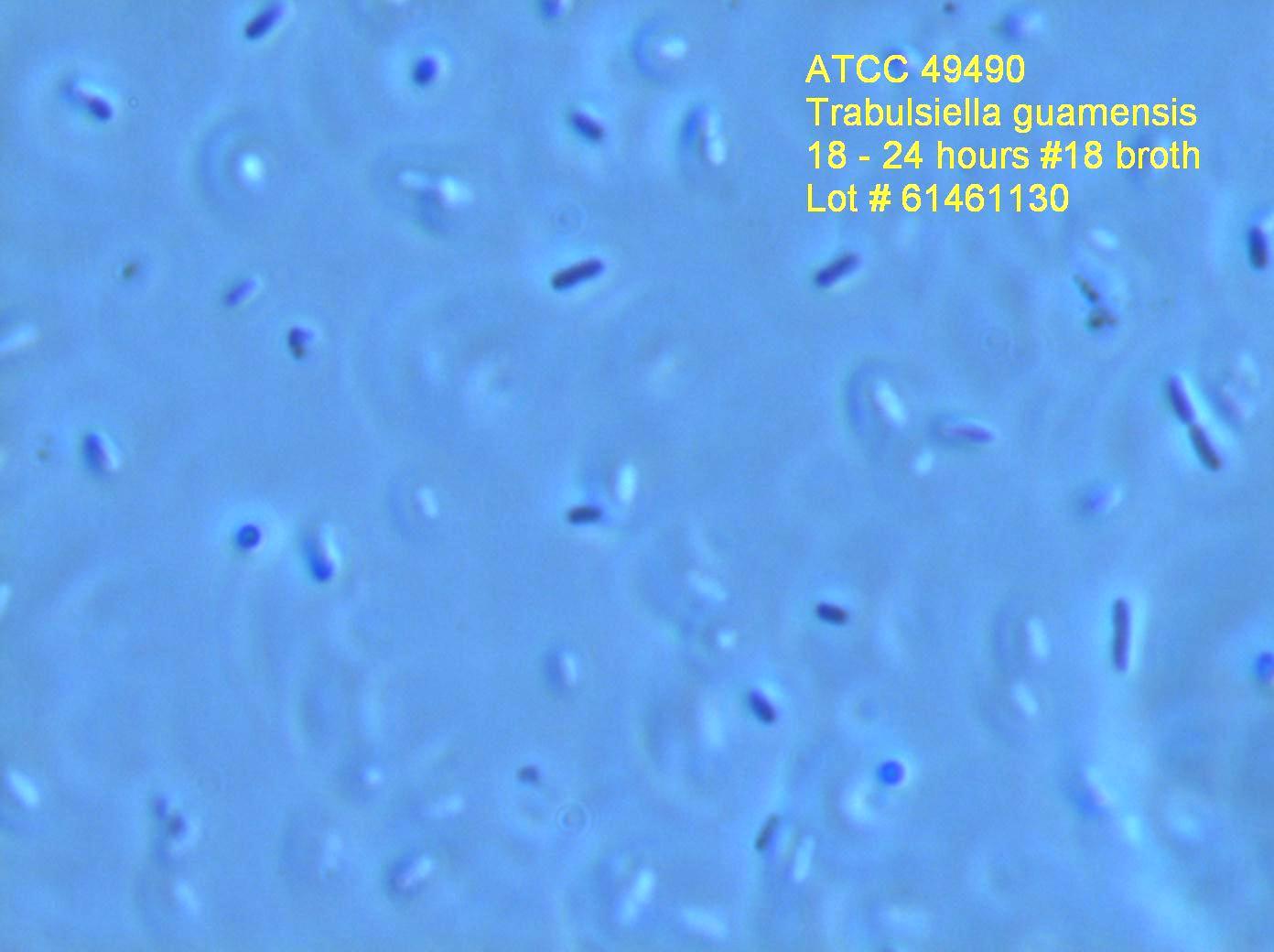 ATCC 49490 cell micrograph (18-24 hrs)