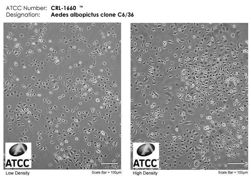 ATCC CRL-1660 Cell Micrograph