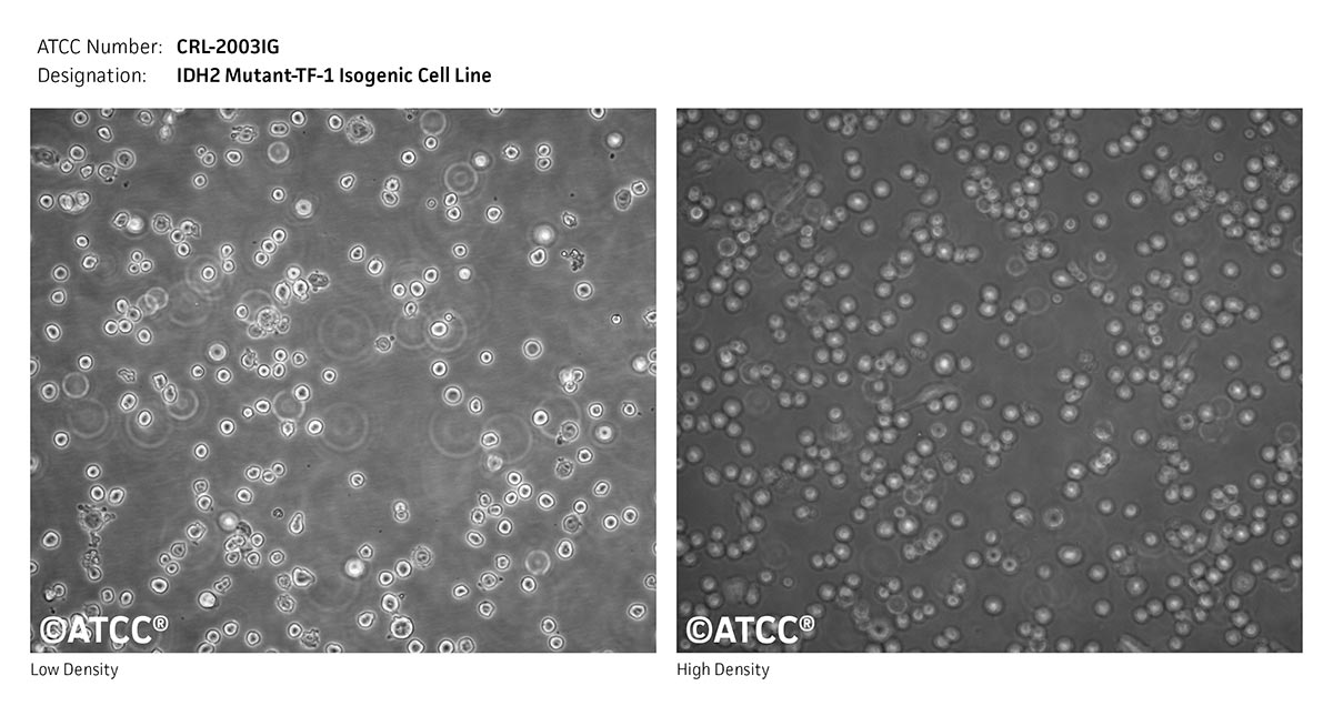 ATCC CRL-2003IG, IDH2 mutant-TF-1 Isogenic Cell Micrograph